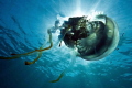   jellyfish nikon D700 1735mmNikon zoom lens 17-35mmNikon 17 35mmNikon  